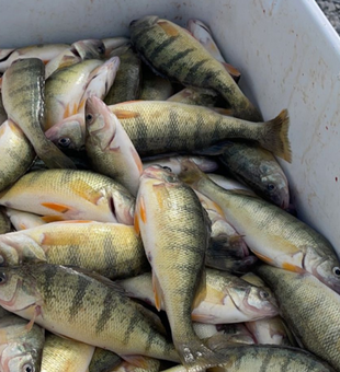 A Cooler Full Of Lake Erie Perch! 